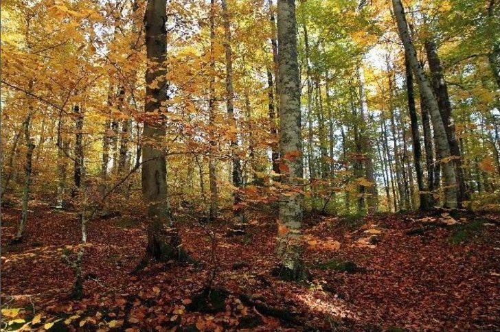 En Doğa(l) Fotoğraflarla Yedigöller Sonbaharda Büyüledi G3