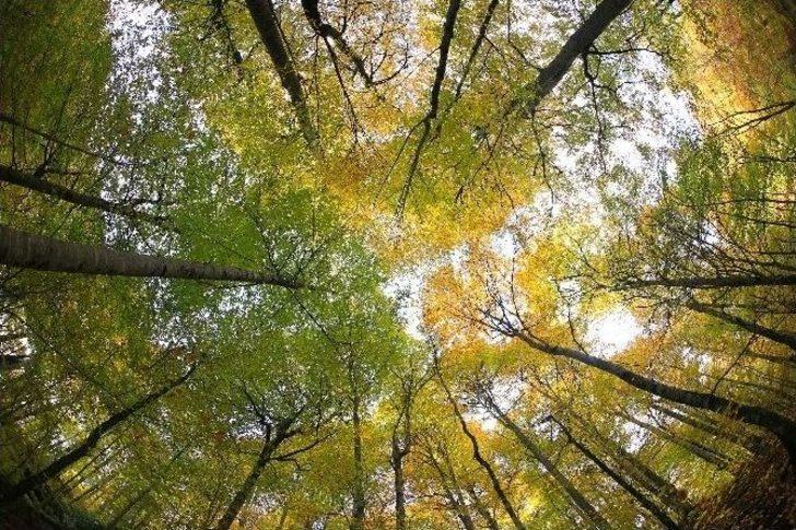 En Doğa(l) Fotoğraflarla Yedigöller Sonbaharda Büyüledi G5