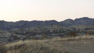 Kargaların Büyüleyici Dansı