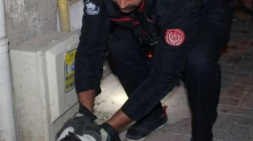 Yangında Mahsur Kalan Kediyi İtfaiye Kurtardı
