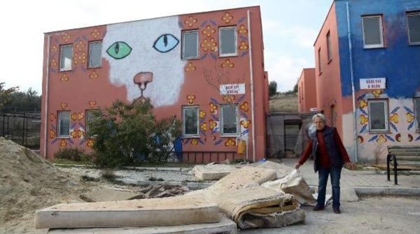 Kedileri &Ouml;nce Sel, Sonra Ilgisizlik Vurdu