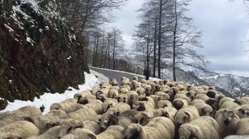 &Ccedil;obanların Yayladan D&ouml;n&uuml;ş&uuml; S&uuml;r&uuml;yor
