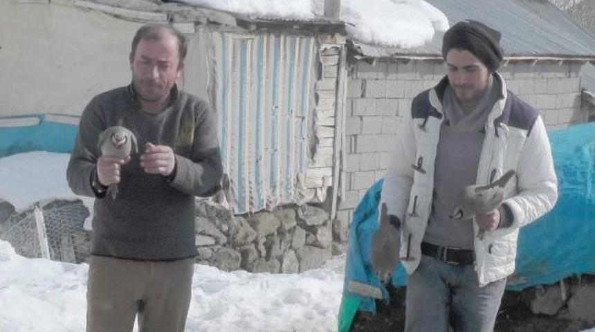 Kar Ve Soğukta A&ccedil; Kalan Keklikleri K&ouml;yl&uuml;ler Korumaya Aldı