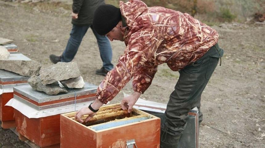 Bursa&rsquo;da Şok Eden Arı &Ouml;l&uuml;mleri