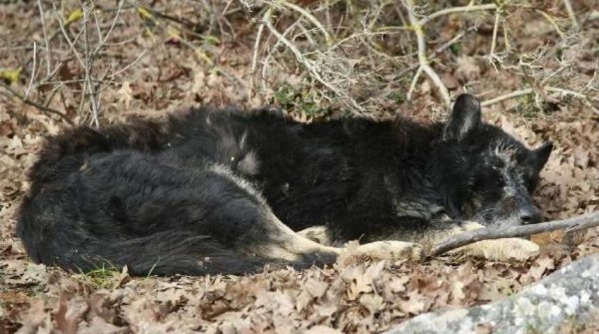 Hastalandığı I&ccedil;in K&ouml;ye Inen Siyah Kurda K&ouml;yl&uuml;ler Sahip &Ccedil;ıktı