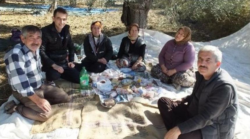 Burhaniye&rsquo;de Mhp İl&ccedil;e Başkanı Taşdelen Zeytin Hasadına Katıldı