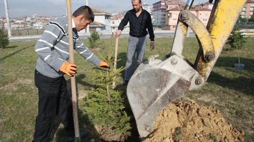 Yeşil Bir Kavak İ&ccedil;in &Ccedil;alışmalar S&uuml;r&uuml;yor
