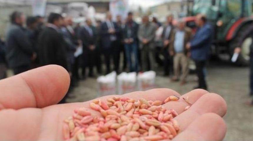 Yem Bitkisi Tritikale, Desteklerle Yaygınlaşıyor