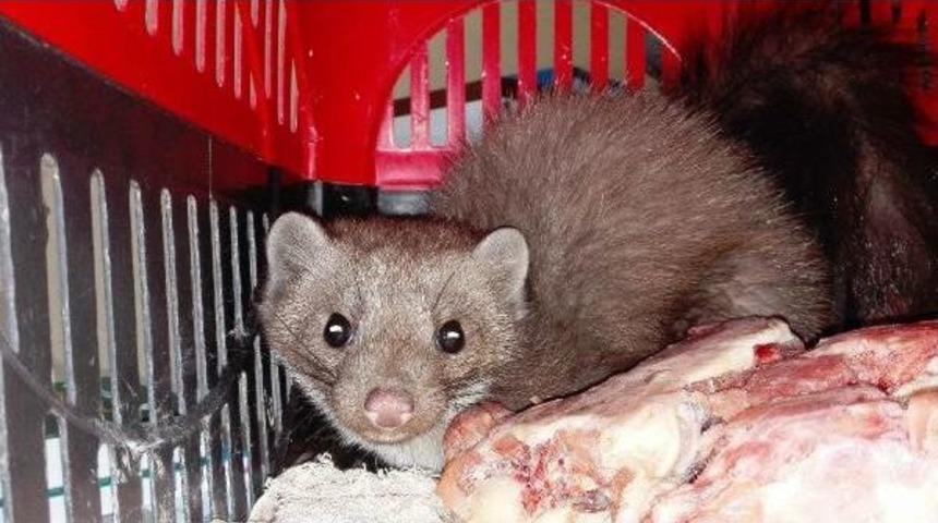 Mahsur Kaldığı Yerden Kurtarılan Kaya Sansarı Doğaya Salındı