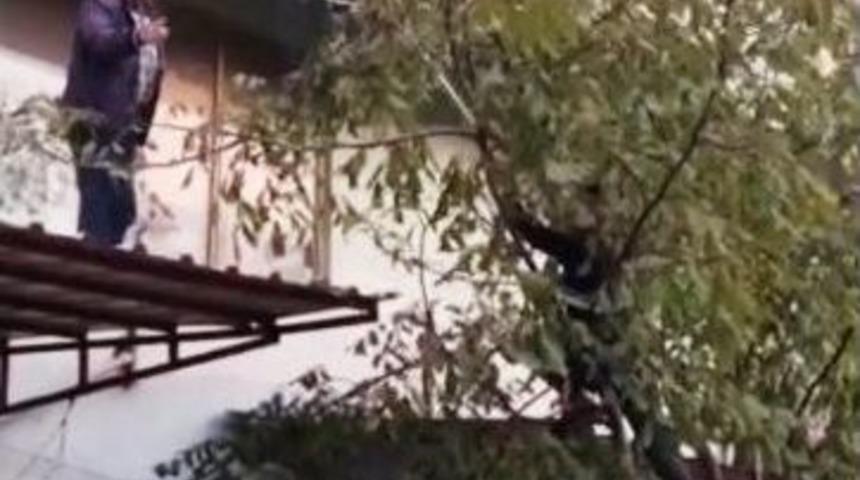 Bir Garip Kedi Kurtarma Operasyonu