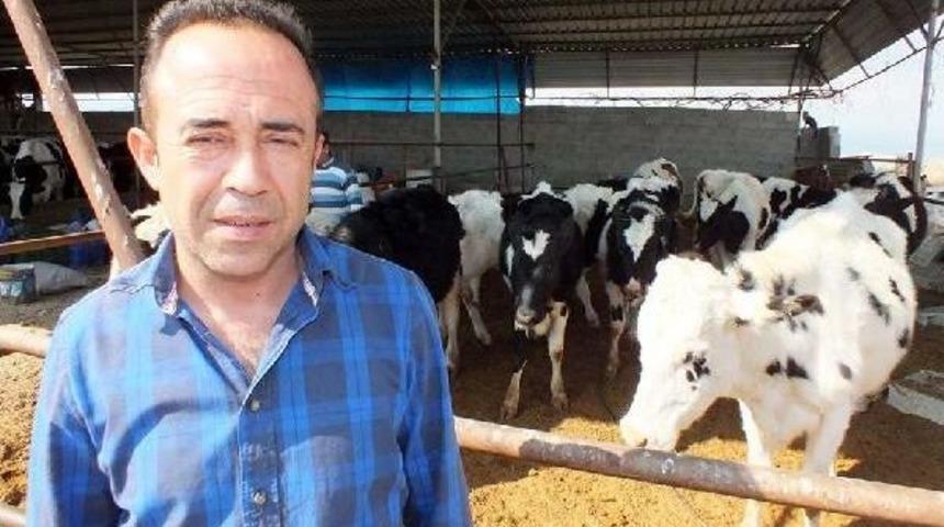 400 Bin Lira Değerindeki 30 Ineği Dolandırıcıya Kaptırdılar