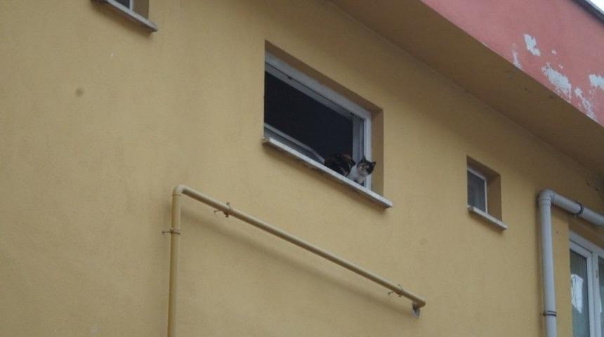 Mahsur Kalan Kediyi İtfaiye Ekipleri Kurtardı