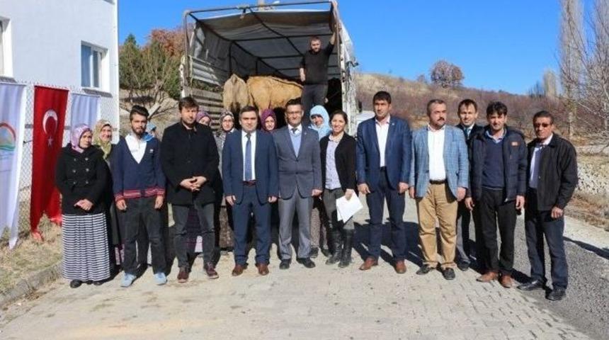 8 Bayan Çiftçiye 48 Damızlık Düve Dağıtıldı