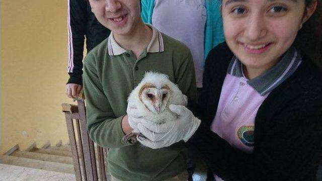 Yavru Baykuşa Öğrenciler Sahip Çıktı