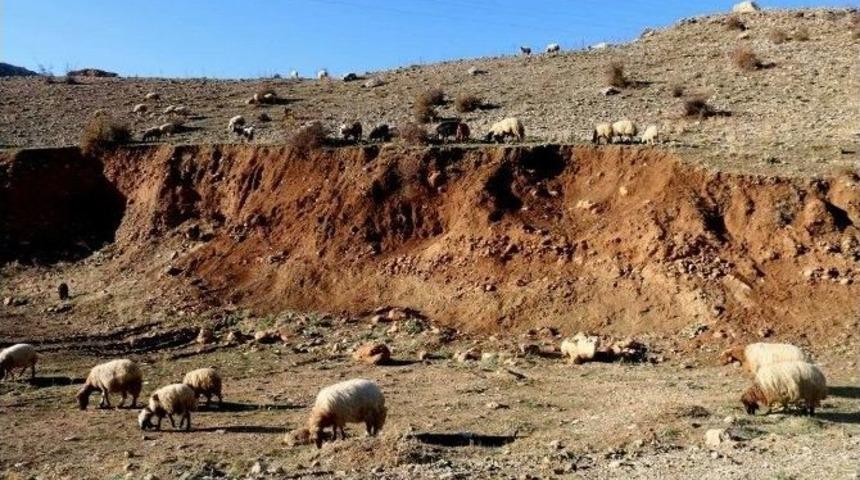Kaybolan S&uuml;r&uuml;ye Kurt Saldırdı: 51 Koyun Telef Oldu