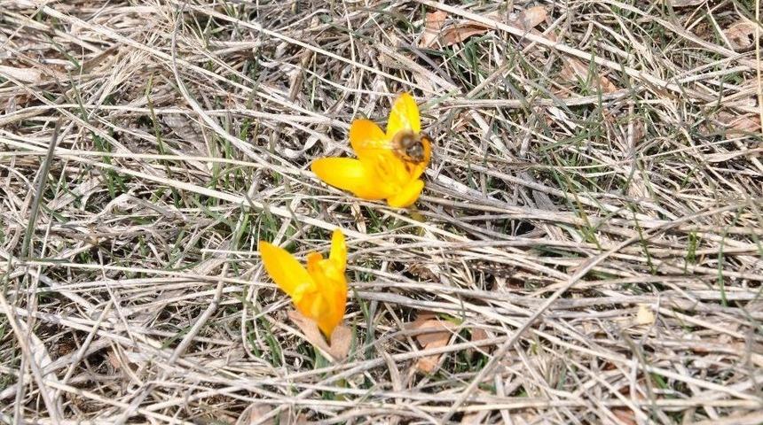 Yozgat&rsquo;ta Baharın Habercisi &Ccedil;iğdemler &Ccedil;ıktı