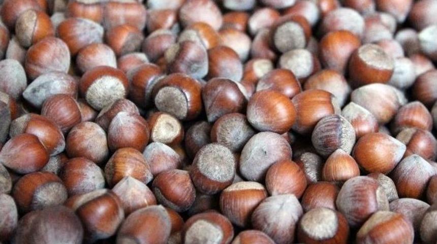 Fiyat Tepkisi, Fındık Fiyatlarını Arttırdı