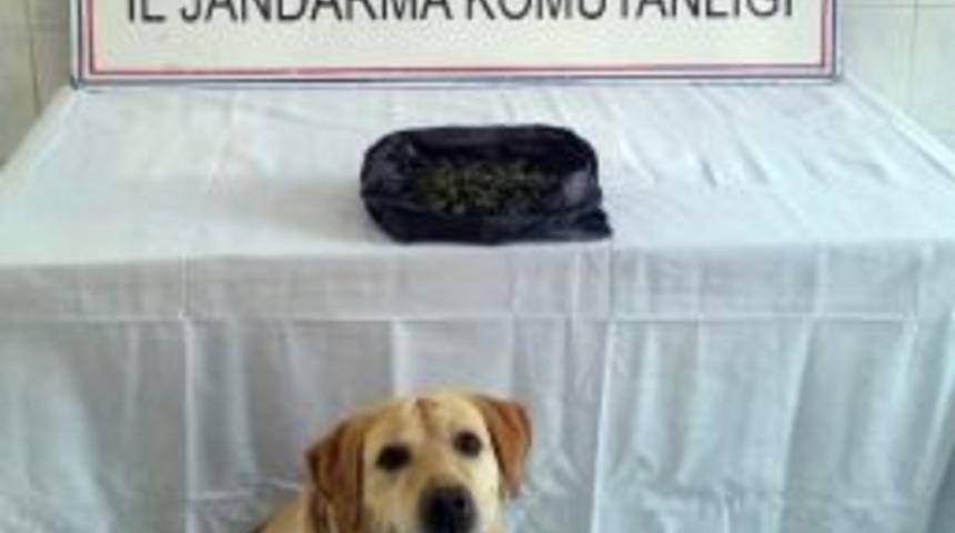Afyonkarahisar&rsquo;da Jandarmadan Esrar Operasyonu