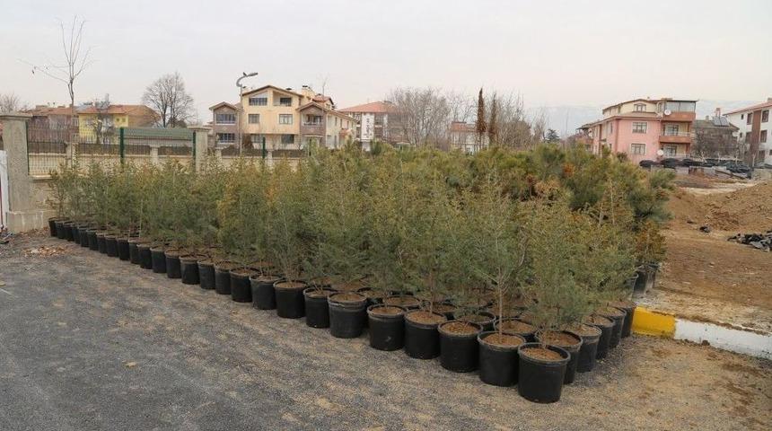 10 Bin Fidan Toprakla Buluşmayı Bekliyor