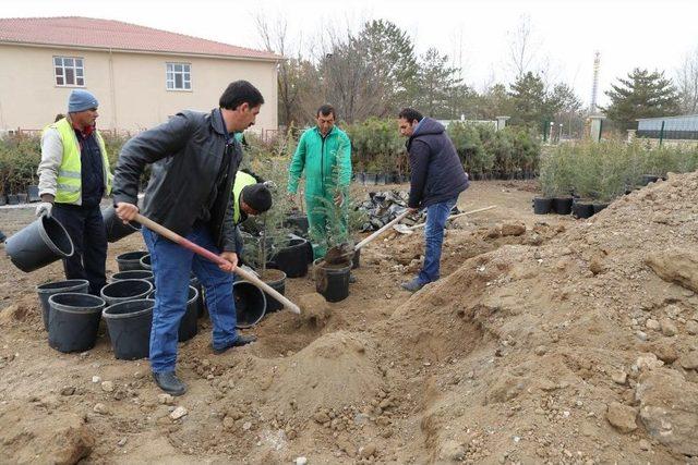 10 Bin Fidan Toprakla Buluşmayı Bekliyor