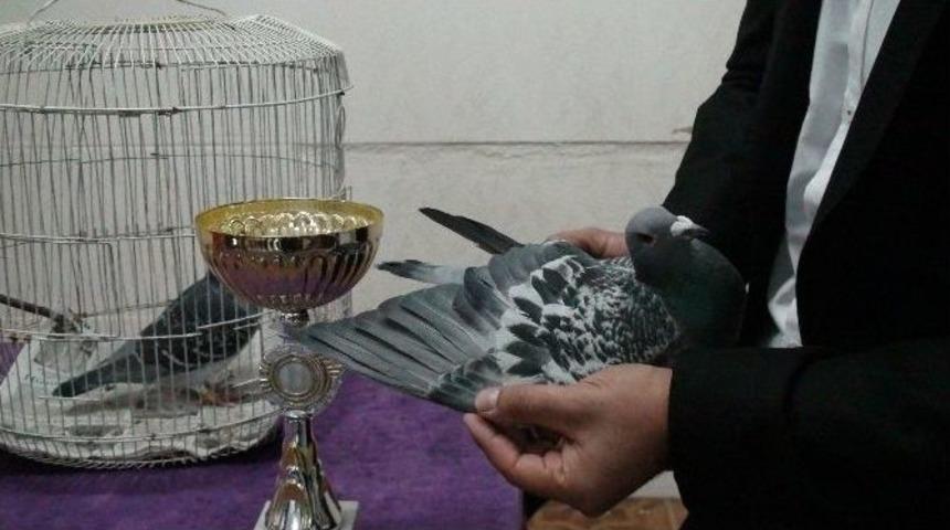 Kızıltepe&rsquo;de Posta G&uuml;vercinleri Festivali D&uuml;zenlendi