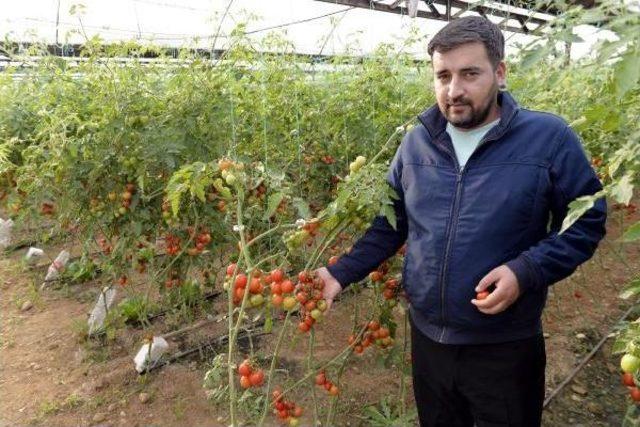 Kısa Süreli Sebze Sıkıntısı Kapıda