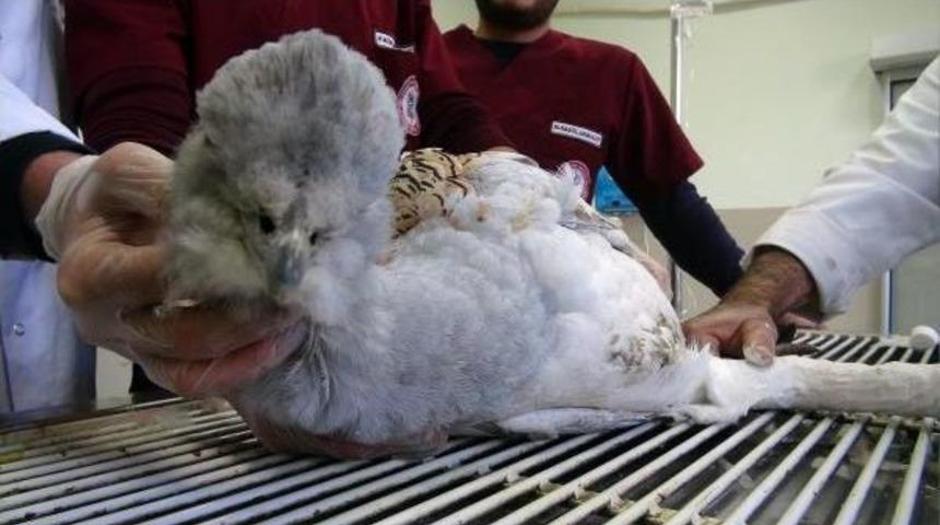 Ayağı Kırık Toy Kuşu Tedavi I&ccedil;in Elazığ&rsquo;A Getirildi