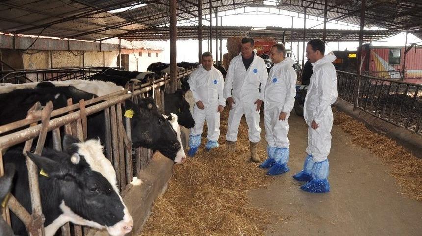 Hayvan Hastalıkları İle M&uuml;cadele Sezonu Başladı