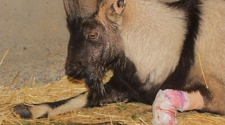 Yaralı Dağ Ke&ccedil;isinin Ayağı Kesildi