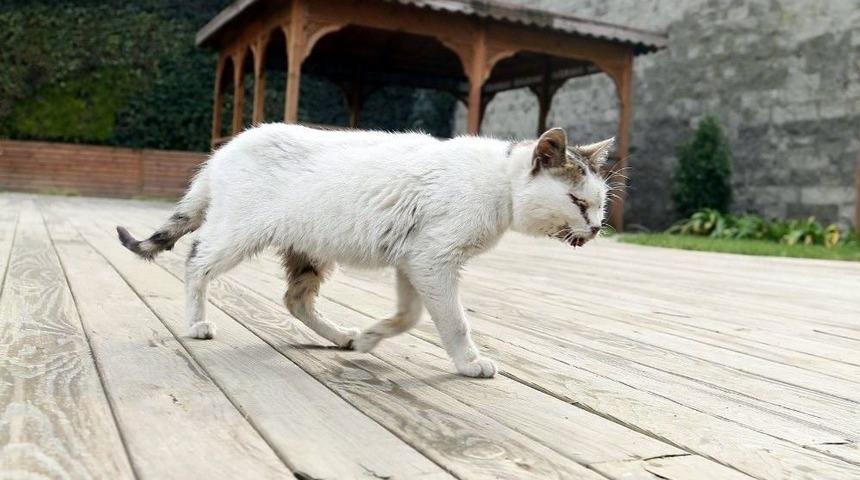 Hasta Kedi Belediyeye Sığındı