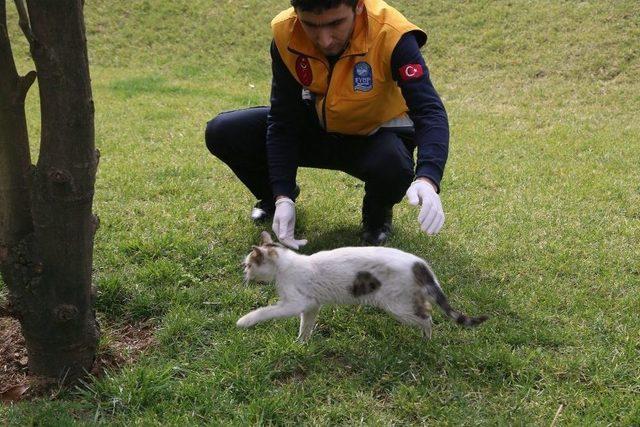 Hasta Kedi Belediyeye Sığındı