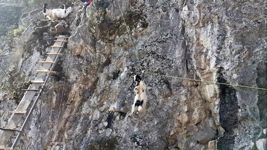 Kayalıklarda Mahsur Kalan Ke&ccedil;iler Kurtarıldı