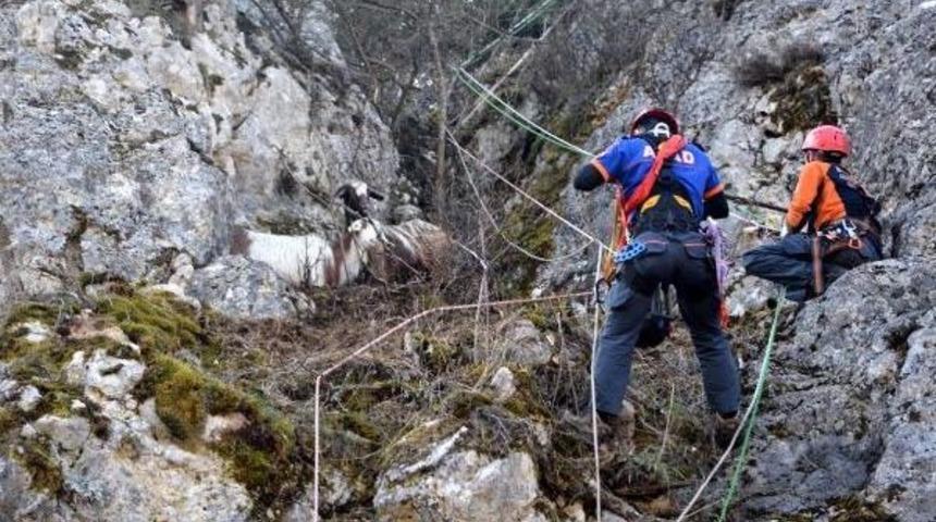 Kayalıklarda Mahsur Kalan Ke&ccedil;ileri Afad Kurtardı