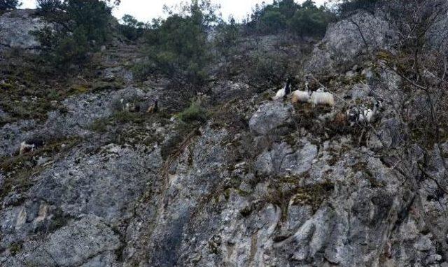 Kayalıklarda Mahsur Kalan Keçileri Afad Kurtardı