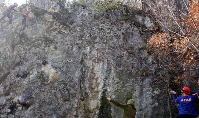 Kayalıklarda Mahsur Kalan Keçileri Afad Kurtardı