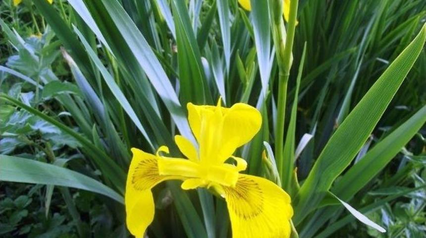 T&uuml;rkiye&rsquo;nin Sucul Ve Karasal Bitki Haritası Belirlenecek