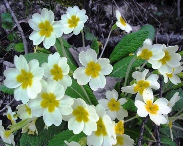 Türkiye’nin Sucul Ve Karasal Bitki Haritası Belirlenecek 1