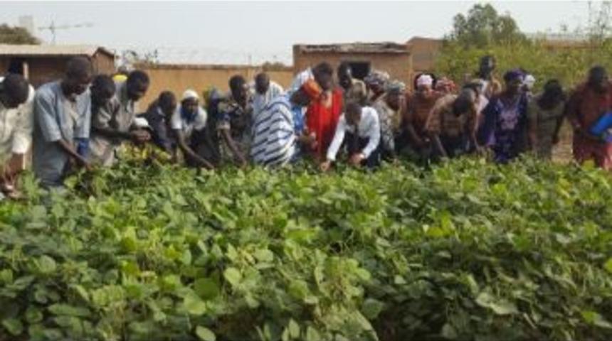 Tika&rsquo;dan Maş Fasulyesi Yetiştiricilerine Tohum Desteği