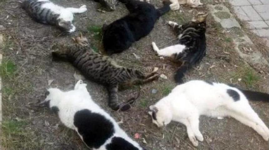 Alanya&rsquo;Daki Kedi Katliamıyla Ilgili Bir Rus G&ouml;zaltına Alındı