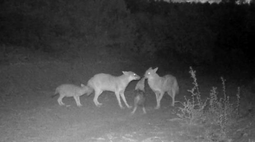 &Ccedil;akalların Dansı Fotokapanda