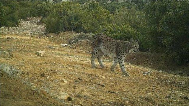 Çakalların Dansı Fotokapanda