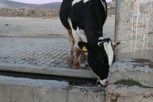 Guatr Hastalığı Olanlar Bu &Ccedil;eşmeye Akın Ediyor 3