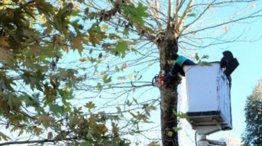 Başiskele&rsquo;de Ağa&ccedil; Budama &Ccedil;alışmaları Başladı