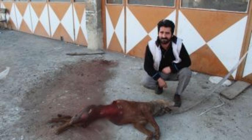 A&ccedil; Kalan Kurtlar İşyerinin &Ouml;n&uuml;ne Bağlı K&ouml;peği Yedi