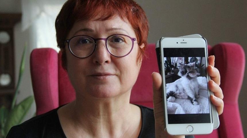 (&ouml;zel Haber) Evladı Gibi Sevdiği 12 Yıllık Kedisini Bulana 2 Bin Lira &Ouml;d&uuml;l Verecek