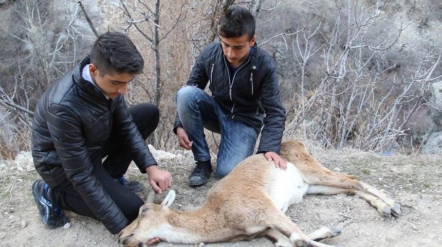 &Ccedil;ocuklar, Yaban Ke&ccedil;isini Kurtarmak İ&ccedil;in Seferber Oldu