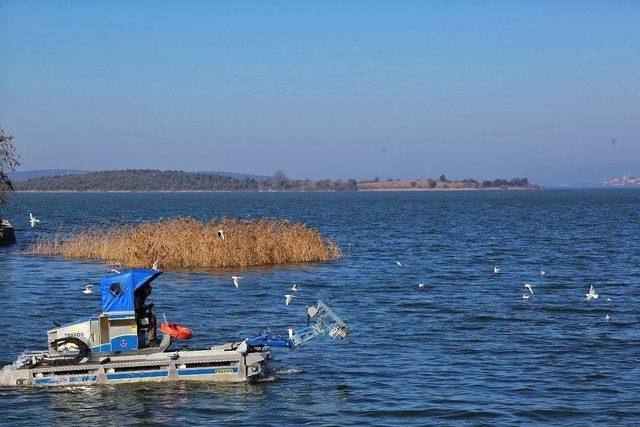 Gölyazı Sazlıklardan Temizleniyor