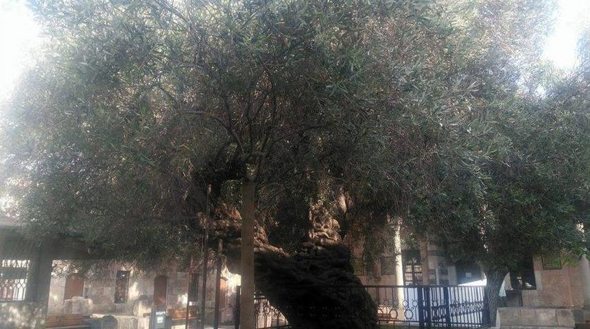 Bin 350 Yıldır Meyve Veren H&uuml;nkar Zeytini Asırlara Meydan Okuyor