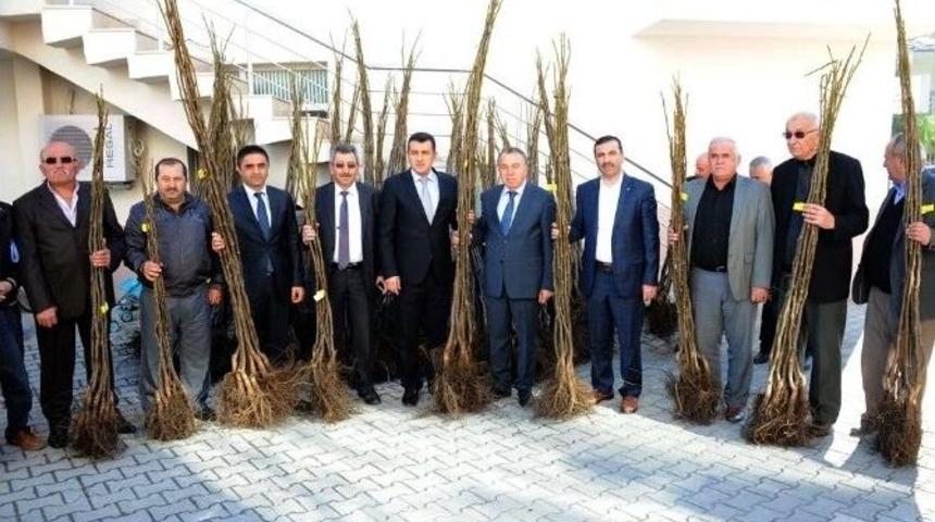 B&uuml;y&uuml;kşehir Belediyesi&rsquo;nden &Ccedil;ift&ccedil;ilere 12 Bin Ceviz Fidanı