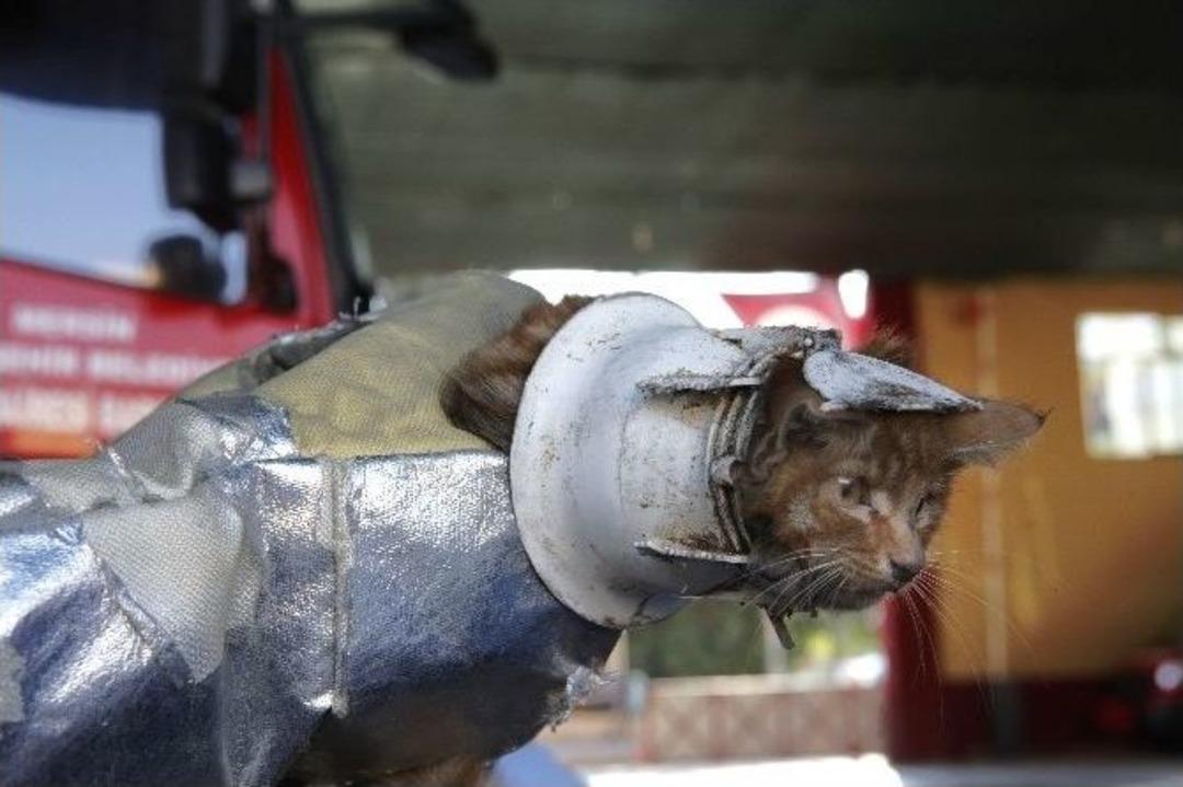 Kafasını &rsquo;wc Matik&rsquo;e Sıkıştıran Minik Kedi Zor Anlar Yaşadı